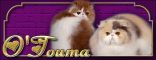 O'TOUMA - Chats Persans -