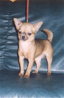 LE CHIHUAHUA - Page 2 Opaline_h378